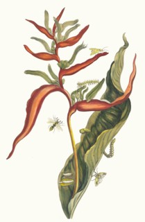 Ballia. From the Book Metamorphosis insectorum Surinamensium, 1705. Private Collection.