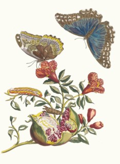 Grenadier. From the Book Metamorphosis insectorum Surinamensium, 1705. Private Collection.
