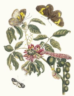 Coronilla Americana Arborescens. From the Book Metamorphosis insectorum Surinamensium, 1705. Private Collection.