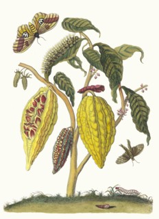 Cacao. From the Book Metamorphosis insectorum Surinamensium, 1705. Private Collection.