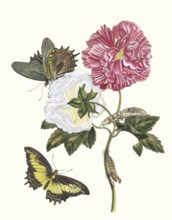 Rosier. From the Book Metamorphosis insectorum Surinamensium, 1705. Private Collection.