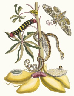 Cassave. From the Book Metamorphosis insectorum Surinamensium, 1705. Private Collection.