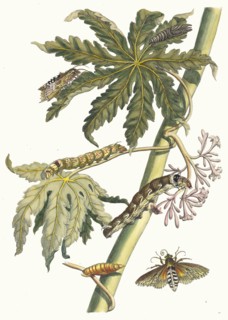 Papay. From the Book Metamorphosis insectorum Surinamensium, 1705. Private Collection.