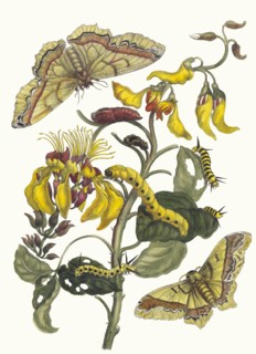 Pallisaden-boom. From the Book Metamorphosis insectorum Surinamensium, 1705. Private Collection.