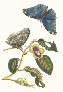Neflier. From the Book Metamorphosis insectorum Surinamensium, 1705. Private Collection.