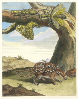 Rat de forest. From the Book Metamorphosis insectorum Surinamensium, 1705. Private Collection.