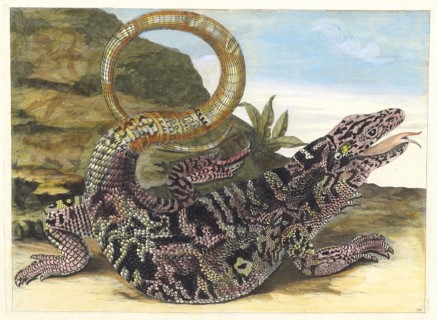 Sauvegarde. From the Book Metamorphosis insectorum Surinamensium, 1705. Private Collection.