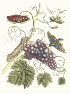 Vigne d'Amerique. From the Book Metamorphosis insectorum Surinamensium, 1705. Private Collection.