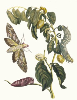 Zursak. From the Book Metamorphosis insectorum Surinamensium, 1705. Private Collection.