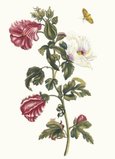 Althea. From the Book Metamorphosis insectorum Surinamensium, 1705. Private Collection.