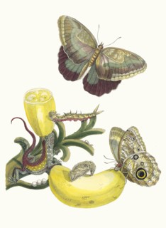 Baccores. From the Book Metamorphosis insectorum Surinamensium, 1705. Private Collection.