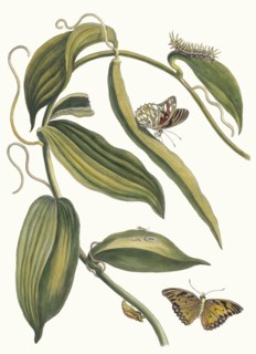 Banille. From the Book Metamorphosis insectorum Surinamensium, 1705. Private Collection.