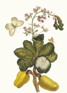 Caschou. From the Book Metamorphosis insectorum Surinamensium, 1705. Private Collection.