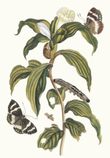 Costus arabicus. From the Book Metamorphosis insectorum Surinamensium, 1705. Private Collection.