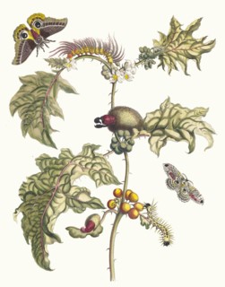 Maccai. From the Book Metamorphosis insectorum Surinamensium, 1705. Private Collection.