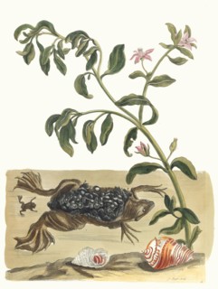 Cresson. From the Book Metamorphosis insectorum Surinamensium, 1705. Private Collection.