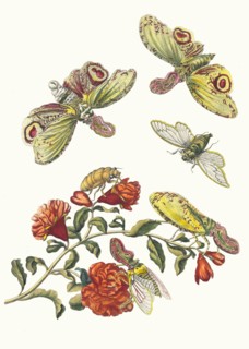 Grenadier. From the Book Metamorphosis insectorum Surinamensium, 1705. Private Collection.
