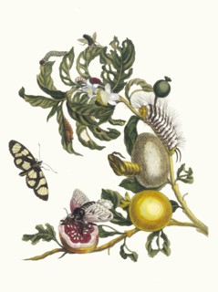 Guajaves. From the Book Metamorphosis insectorum Surinamensium, 1705. Private Collection.