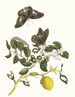Limonier. From the Book Metamorphosis insectorum Surinamensium, 1705. Private Collection.