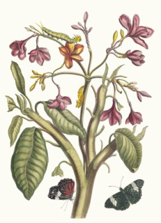 Jasmin des Indes. From the Book Metamorphosis insectorum Surinamensium, 1705. Private Collection.