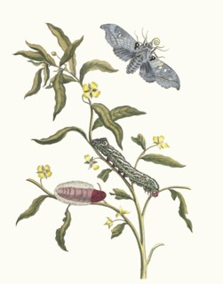 Ludwigia octovalvis. From the Book Metamorphosis insectorum Surinamensium, 1705. Private Collection.