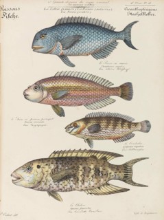 Cours d'histoire naturelle, 1825-1826. Private Collection.