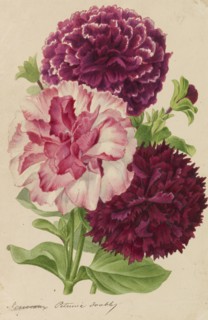 Originaux de publications d´horticulture et d´arboriculture, 1878-1881. Private Collection.