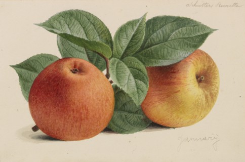 Originaux de publications d´horticulture et d´arboriculture, 1878-1881. Private Collection.