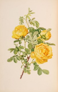 Illustration from The genus rosa by Ellen Willmott, 1914. Private Collection.