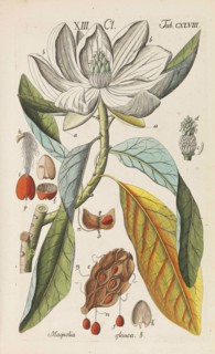 Botanisches Handbuch, 1808. Private Collection.