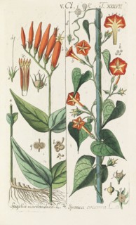 Botanisches Handbuch, 1808. Private Collection.