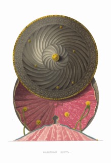 Bulat steel shield. From the Antiquities of the Russian State, 1849-1853. Private Collection.