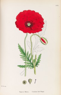 English Botany, 1790-1800. Private Collection.
