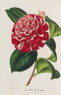 Nouvelle iconographie des Camellias, 1850-1860. Private Collection.