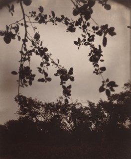 Branche de pommier, 1922/1923.
