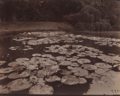 Nymphéas (Bagatelle), 1925.
