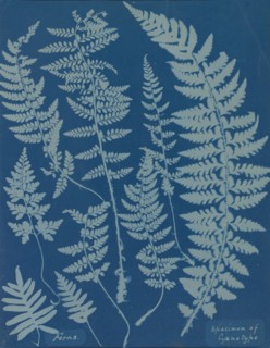 Ferns. Specimen of Cyanotype, 1840s.
