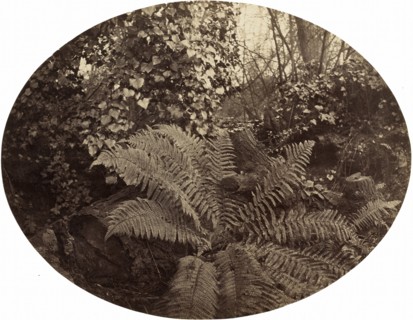 Winter Fronds of the Prickly Fern, c. 1862.