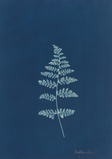 Hothocleana, c. 1850s.