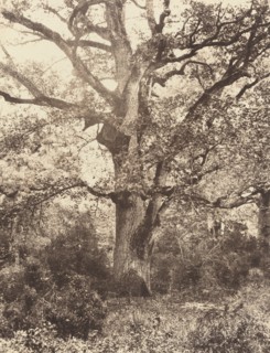 Près du Bodmer, 1860s.