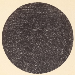Microphotograph of Traverse Section of Wood (Salisburia), 1870s.