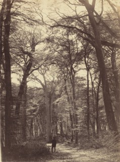 Forest Scene, c. 1865.