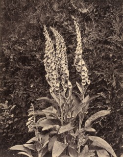 Foxgloves, c. 1860s.
