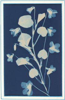 Untitled, c. 1900.