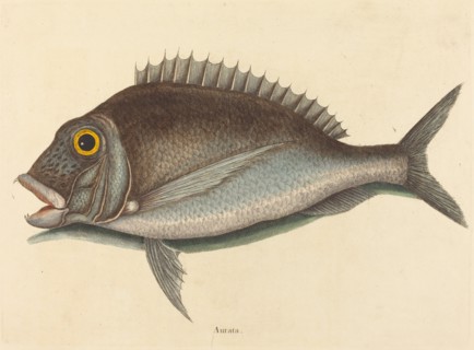 The Porgy (Sparus chrysops), published 1754.
