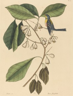 The Finch Creeper (Parus americanus), published 1731-1743.