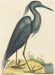 The Blue Heron (Ardea coerulea), published 1731-1743.