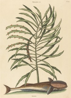 The Sucking Fish (Echeneis naucratis), published 1731-1743.
