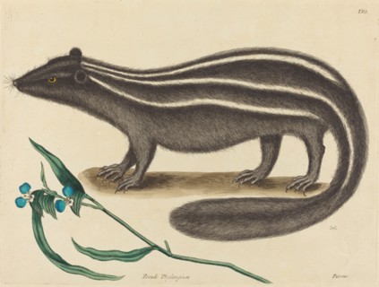 The Pole Cat (Viverra putorius), published 1731-1743.