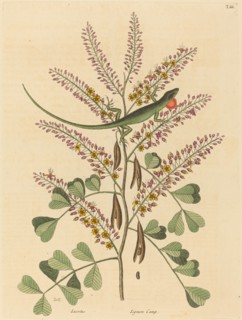 The Green Lizard of Jamaica (Lacerta bullaris), published 1731-1743.